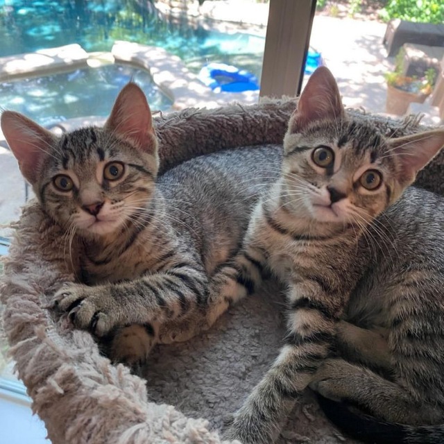 @kittensforadopttion