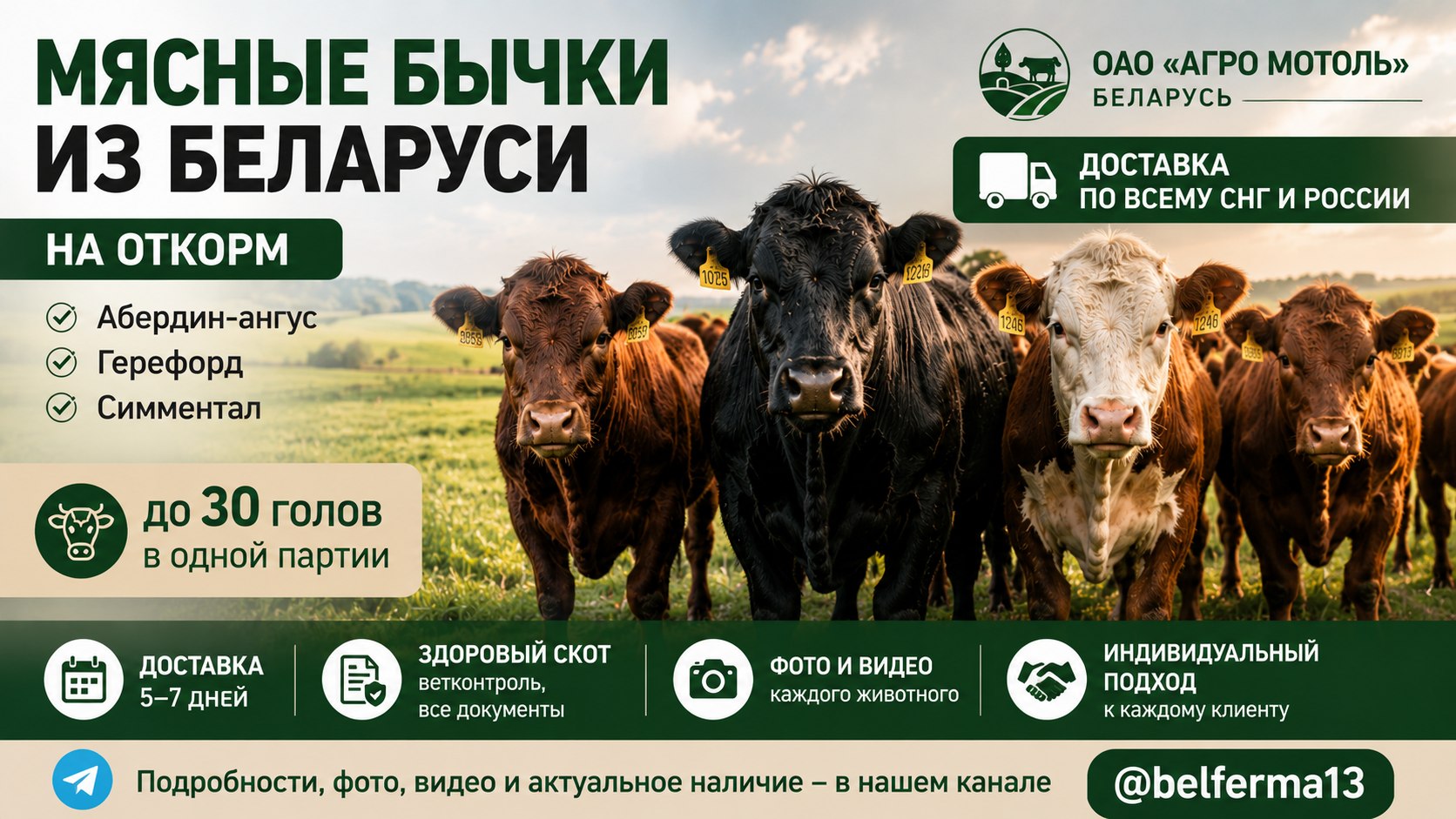 🇧🇾 БЫЧКИ ТЕЛЯТА | ДОСТАВКА 🌏