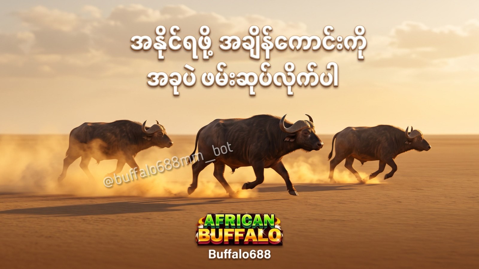 ကျွဲဂိမ်းအစစ် Buffalo688 ၊ကျွဲဘုရင် ၊ရှမ်းကိုးမီး၊ဘူကြီး