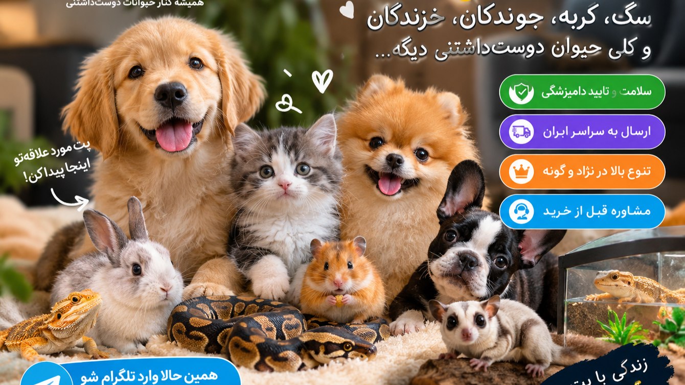 شای پت